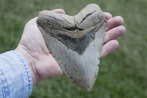The surrounding formations are all too old and it would be a long swim from the bay. . Megalodon tooth found recently